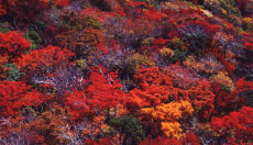 仁田峠 紅葉