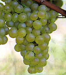 Chardonnay