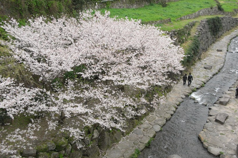 桜をなぜ日本人は好きなんでしょうか？