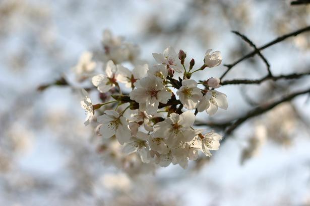 桜をなぜ日本人は好きなんでしょうか？