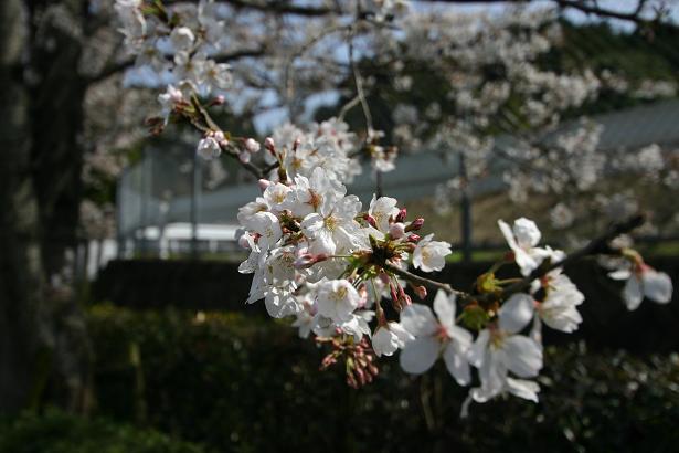 長崎の桜ももう見ごろ。。。