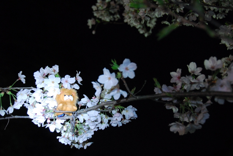 大村公園　『夜桜』