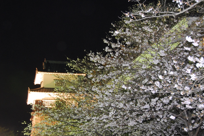 大村公園　『夜桜』
