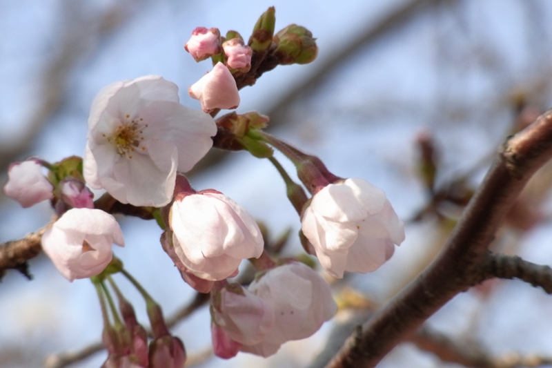 桜の時期がやってきました。