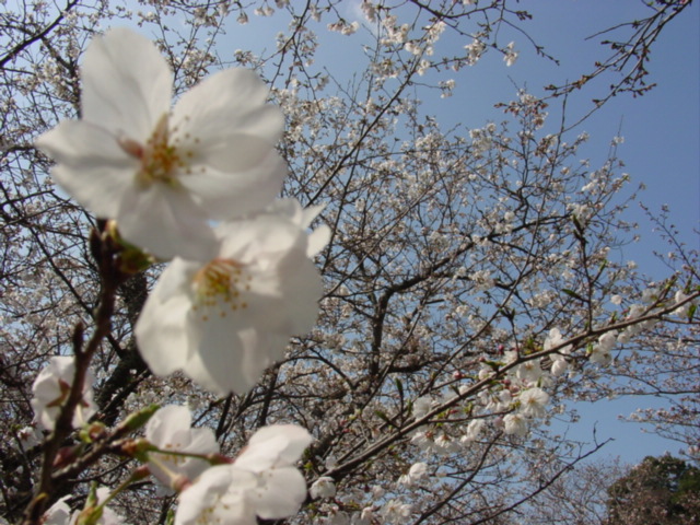 為になるの？こんな雑学！【桜】