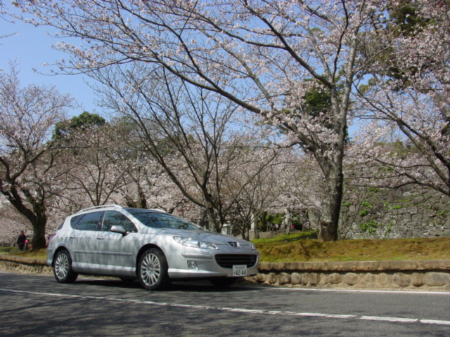 為になるの？こんな雑学！【桜】