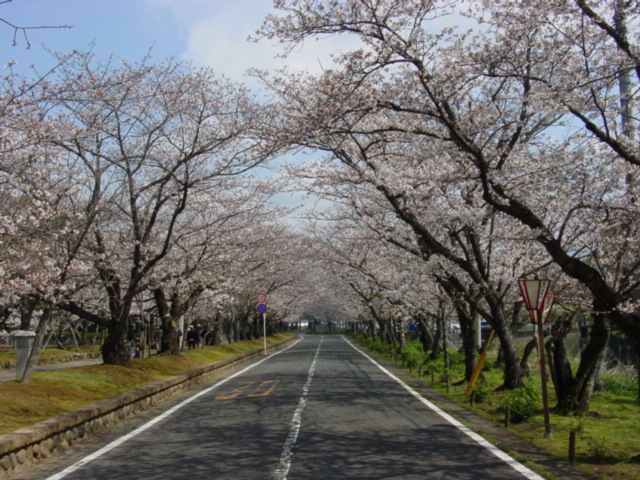 為になるの？こんな雑学！【桜】