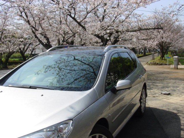 為になるの？こんな雑学！【桜】