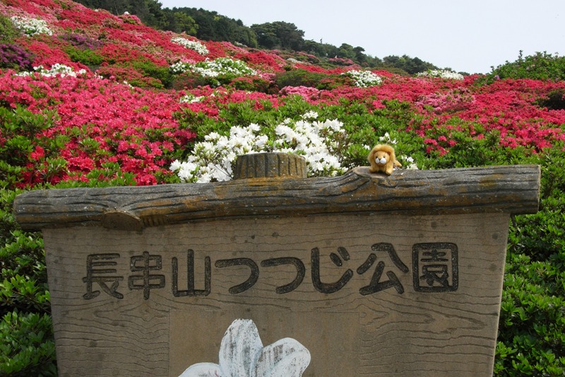 ライオンの旅 【 長串山つつじ公園 】