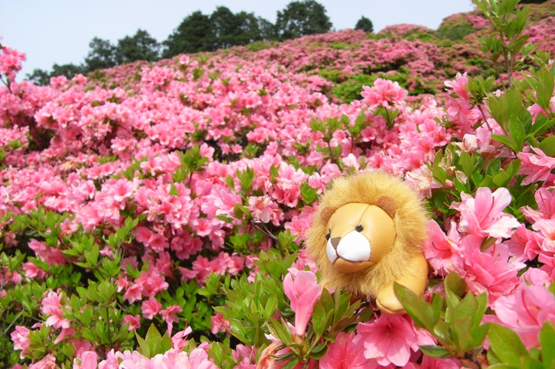 ライオンの旅 【 長串山つつじ公園 】