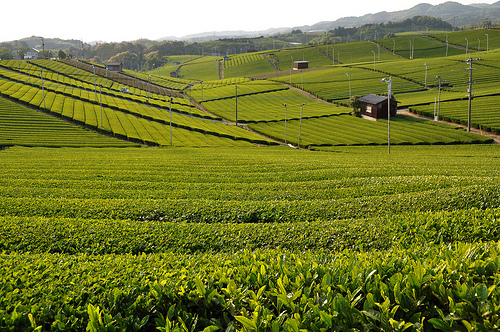 為になるの？こんな雑学！【茶柱】