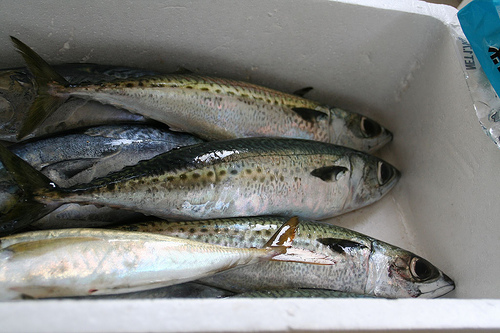 旬な魚【鯖（さば）の選び方】
