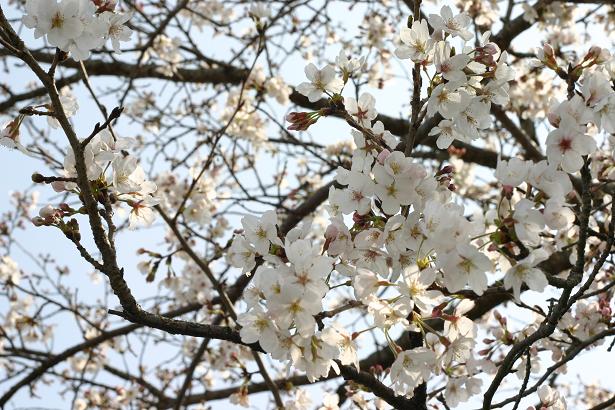 長崎の桜ももう見ごろ。。。