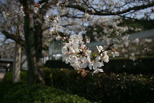 長崎の桜ももう見ごろ。。。