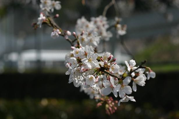 長崎の桜ももう見ごろ。。。