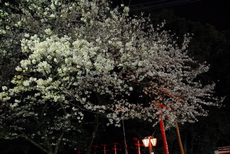 大村公園　『夜桜』