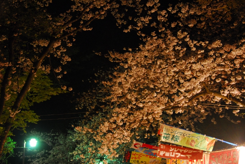 大村公園　『夜桜』