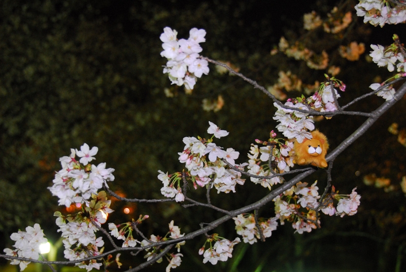 大村公園　『夜桜』