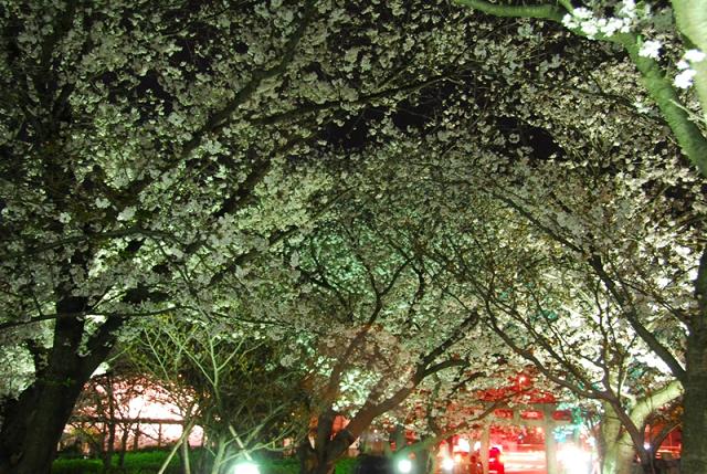 大村公園　『夜桜』