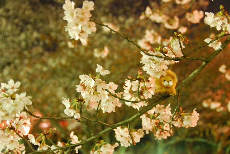 大村公園　『夜桜』