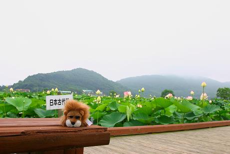 諫早市：唐比湿地（蓮園）