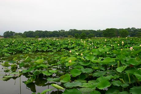 諫早市：唐比湿地（蓮園）