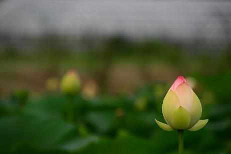 諫早市：唐比湿地（蓮園）