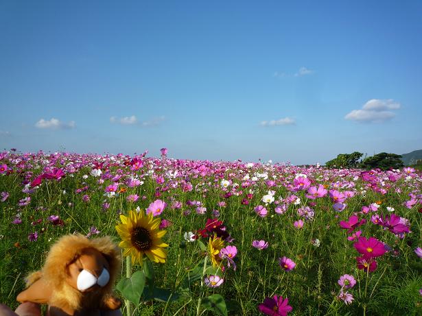 五島市：岐宿町　fhoto：かんころ