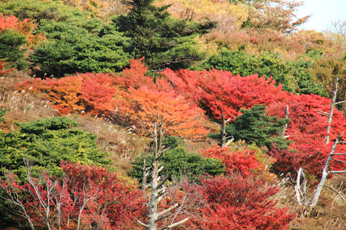 雲仙岳の紅葉情報!?