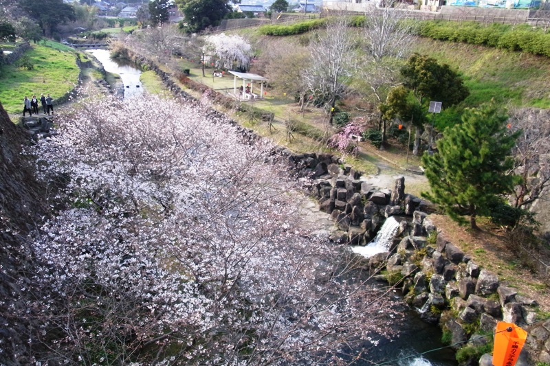 桜の時期がやってきました。