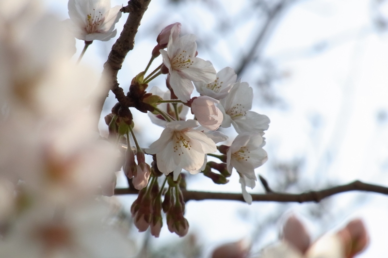 桜の時期がやってきました。