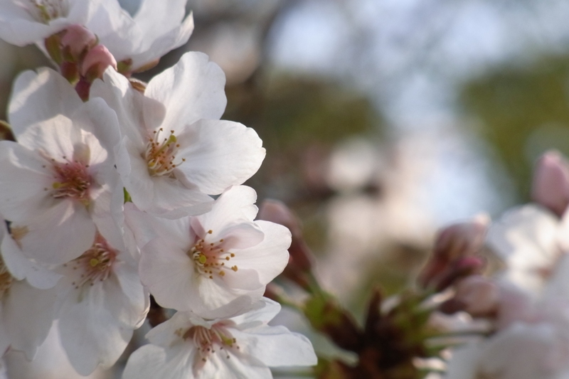 桜の時期がやってきました。