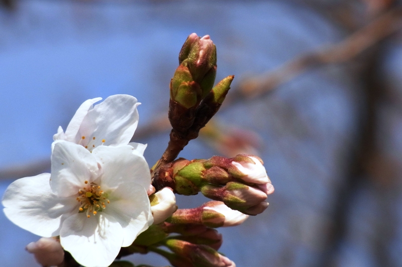 桜の時期がやってきました。