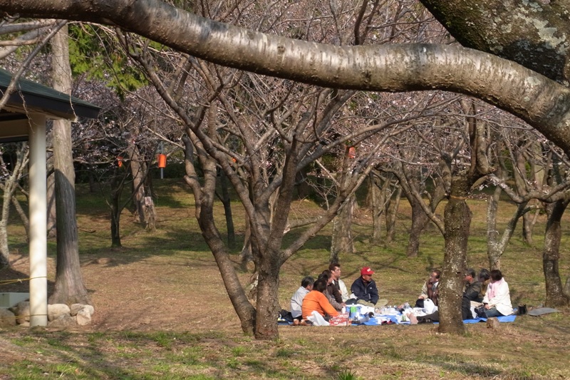 桜の時期がやってきました。