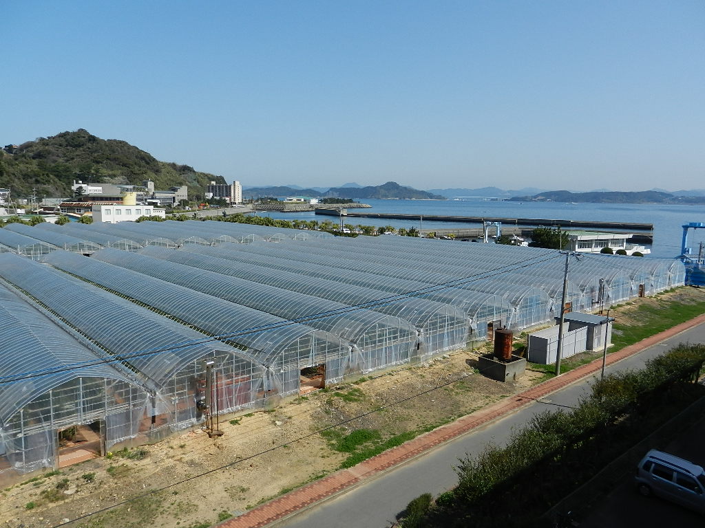 高島フルーティー・トマト