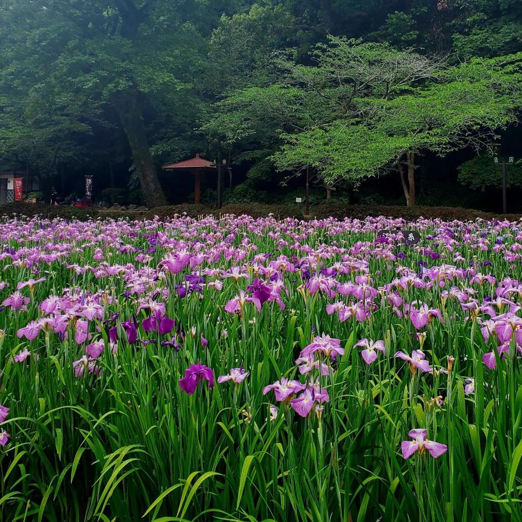 休日散歩